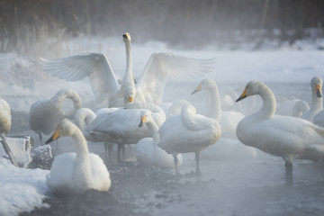 Singschwan schlaegt mit den Fluegeln