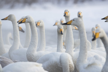 Obraz premium Singschwaene an einer Thermalquelle