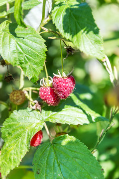 Raspberries on the bushes. Natural background.
