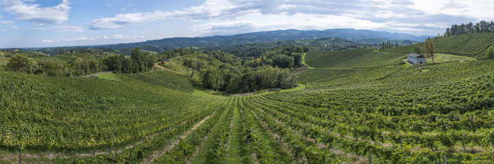 Fototapeta na wymiar Vineyard on the vine route in south Styria in Austria