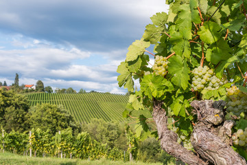 Ripe juicy green grapes for white vine in vineyard on south Styrian vine route in Austria