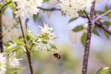 Contemplation de la nature