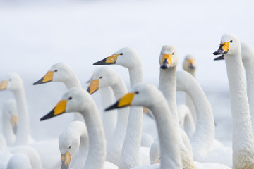 Singschwaene an einer Thermalquelle