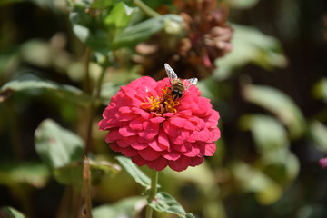 Природа (Цветы)