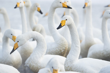 Singschwaene an einer Thermalquelle