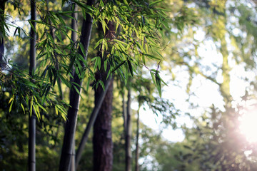green bamboo trees in forest with morning sunlight 