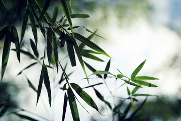 green bamboo leaves on branch in fog 