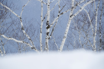 Schneetreiben an den Ufern des Sees