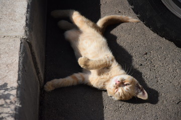 Домашние животные (Кошки)