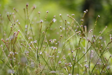 Espigas
