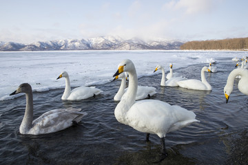 Singschwaene schwimmen an der Eiskante