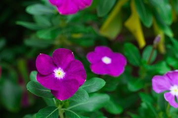 close up purple flower