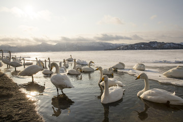 Singschwaene schwimmen an der Eiskante