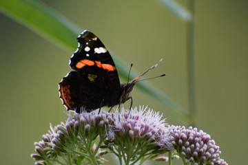 Butterfly on flower macro photo