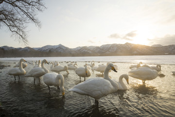 Singschwaene beim Sonnenaufgang an der Thermalquelle