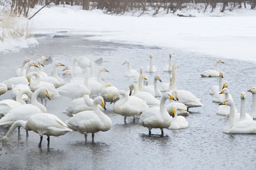 Singschwaene an einer Thermalquelle
