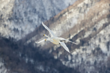 Singschwaene beim Flug