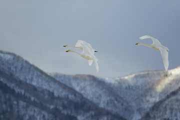 Singschwaene beim Flug