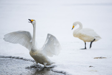 Singschwaene auf dem Eis
