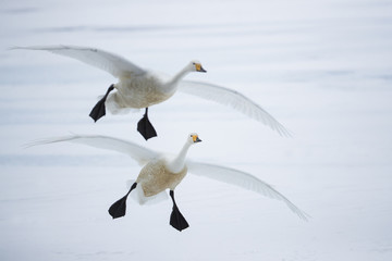 Singschwaene beim Landeanflug