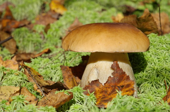 White mushroom or boletus (lat. Boletus edulis)