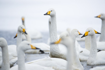 Singschwaene schwimmen an der Eiskante