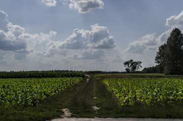 pola uprawne © wedrownik52