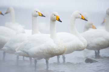 Singschwaene an einer Thermalquelle