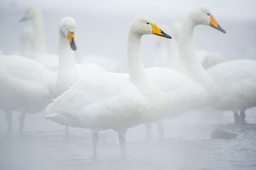Singschwaene an einer Thermalquelle