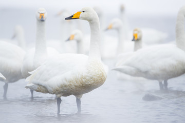 Singschwaene an einer Thermalquelle