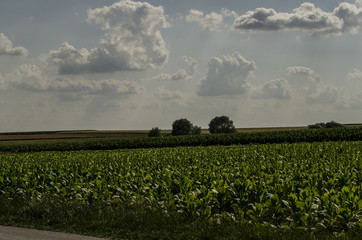 pola uprawne © wedrownik52