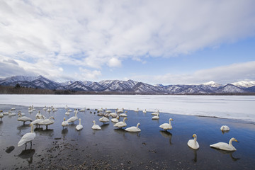Singschwaene schwimmen an der Eiskante