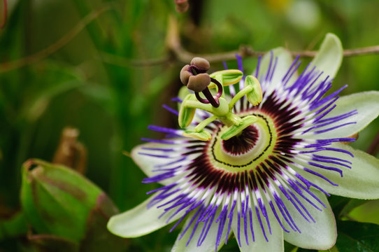 Passionsblume mit herbstlichen Bl&auml;ttern im Hintergrund