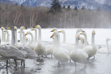 Singschwaene an einer Thermalquelle