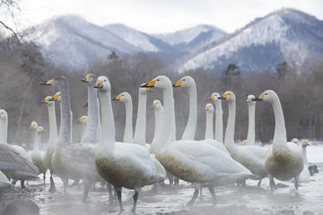 Singschwaene an einer Thermalquelle