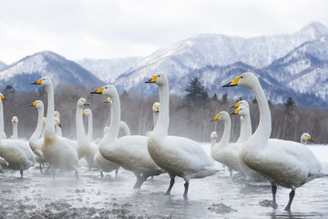 Singschwaene an einer Thermalquelle