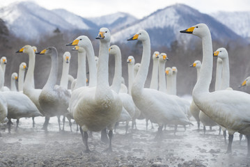 Singschwaene an einer Thermalquelle