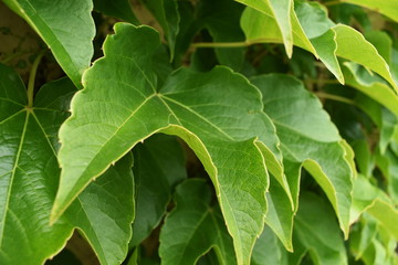 Green Ivy Leaves Close-up