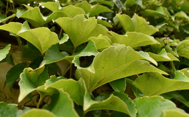 Obraz premium Green Ivy Leaves Close-up