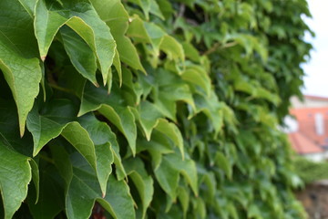 Green Ivy Leaves Close-up