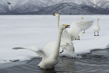 Singschwaene kaempfen miteinander