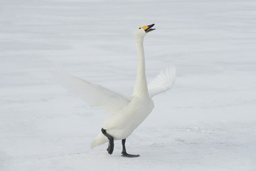 Singschwan ruft nach seinem Partner