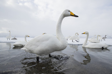 Singschwaene an einer Thermalquelle