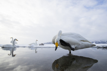 Singschwaene an einer Thermalquelle