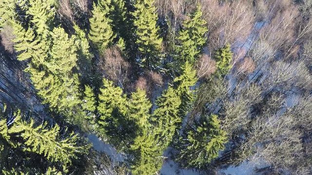 Aerial shot of forest with high evergreen fir trees and bare birches. Winter scene