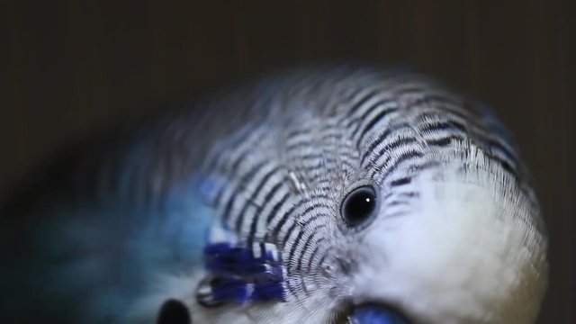 Funny Parrot