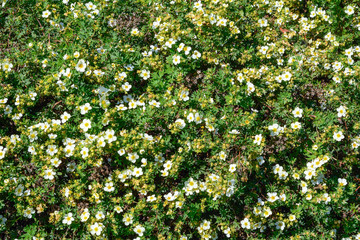 The flowering tree Pentaphylloides fruticosa