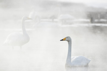 Singschwaene an einer Thermalquelle
