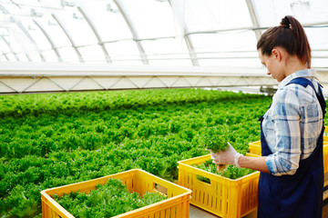 Young farmer in uniform picking up fresh lettuce in greenhouse and putting it into yellow plastic...