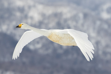 Singschwan im Flug